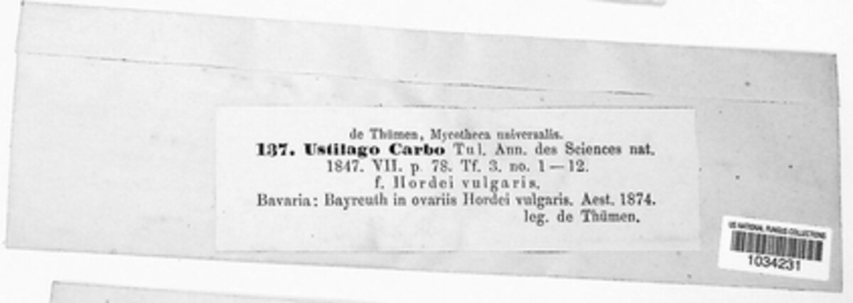 Ustilago hordei image